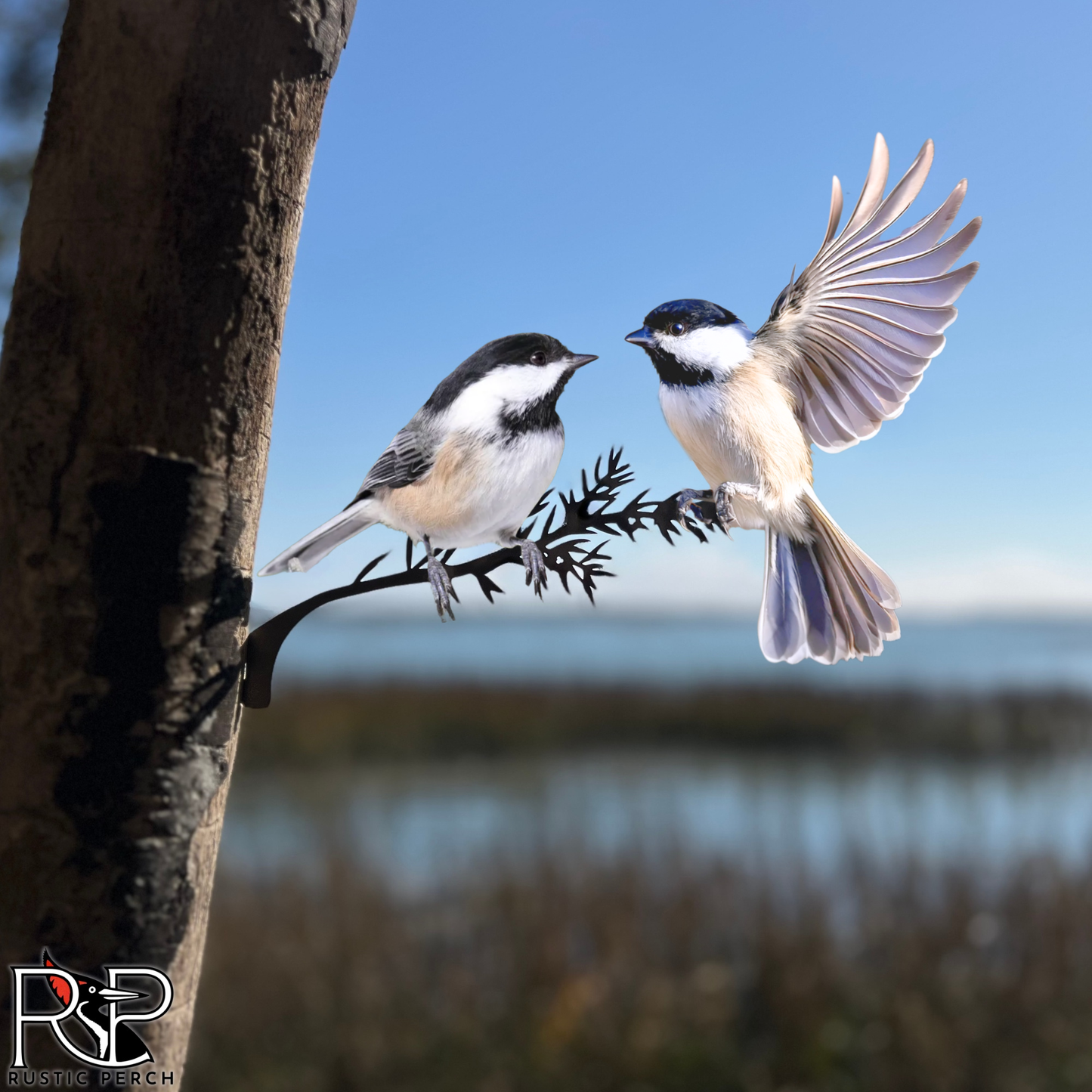 BLACK-CAPPED CHICKADEE PAIR
