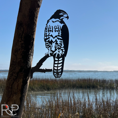 RED-TAILED HAWK