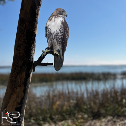 RED-TAILED HAWK