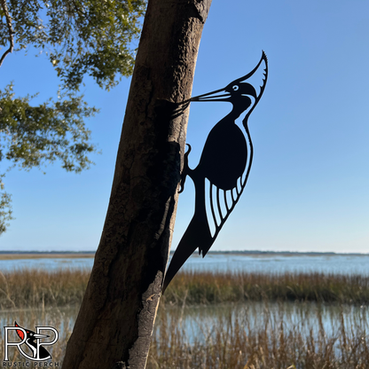 IVORY BILLED WOODPECKER