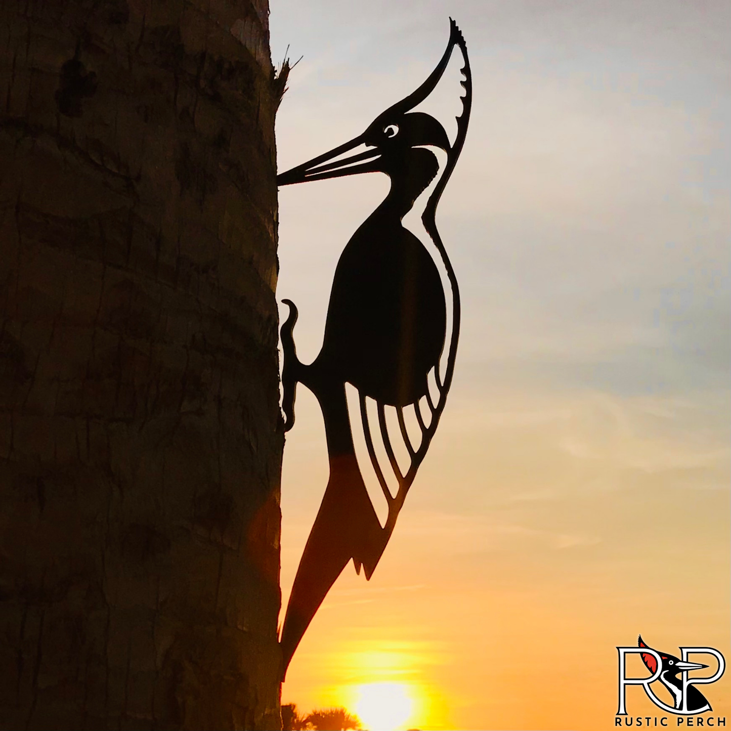 IVORY BILLED WOODPECKER