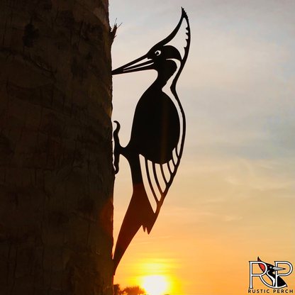 IVORY BILLED WOODPECKER