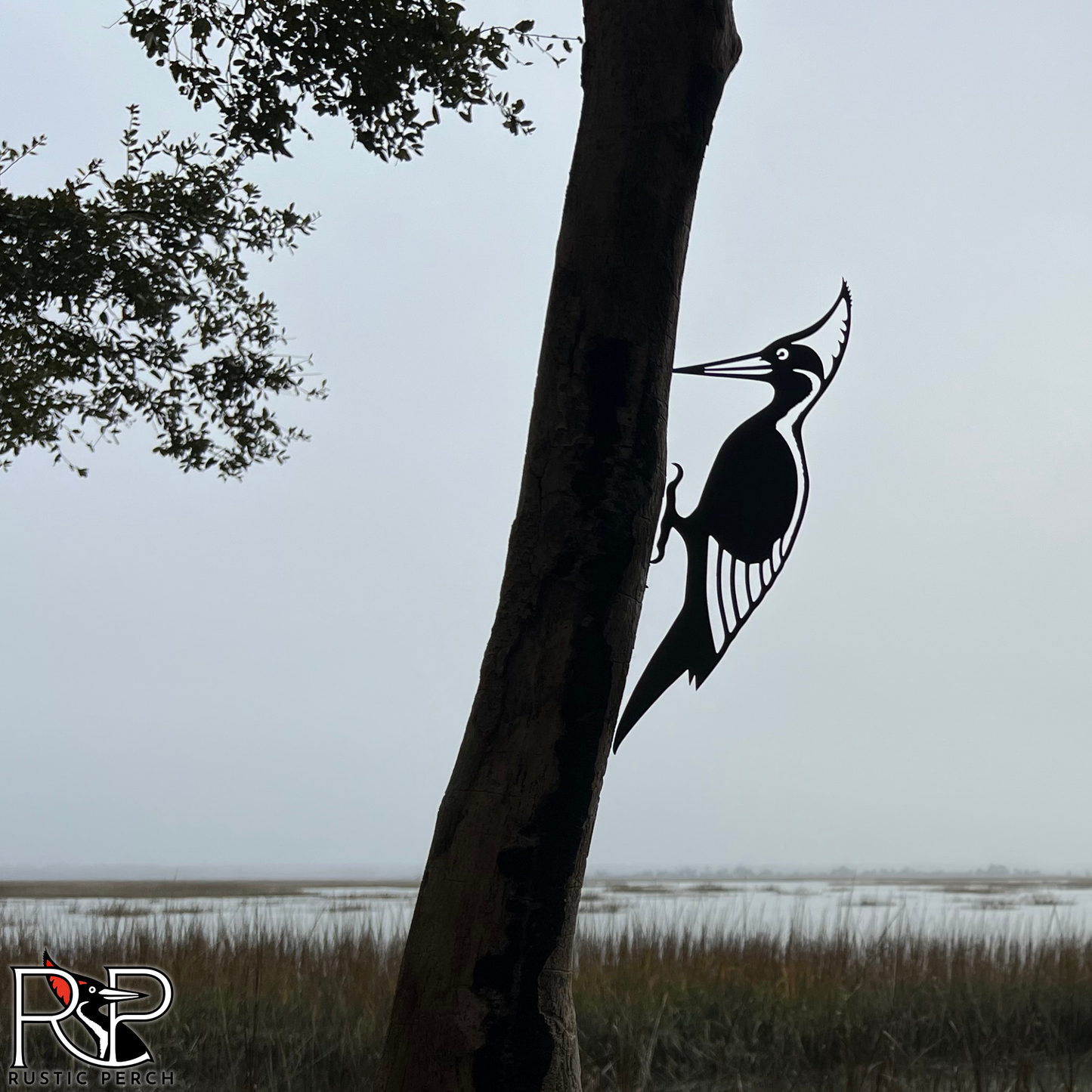 IVORY BILLED WOODPECKER