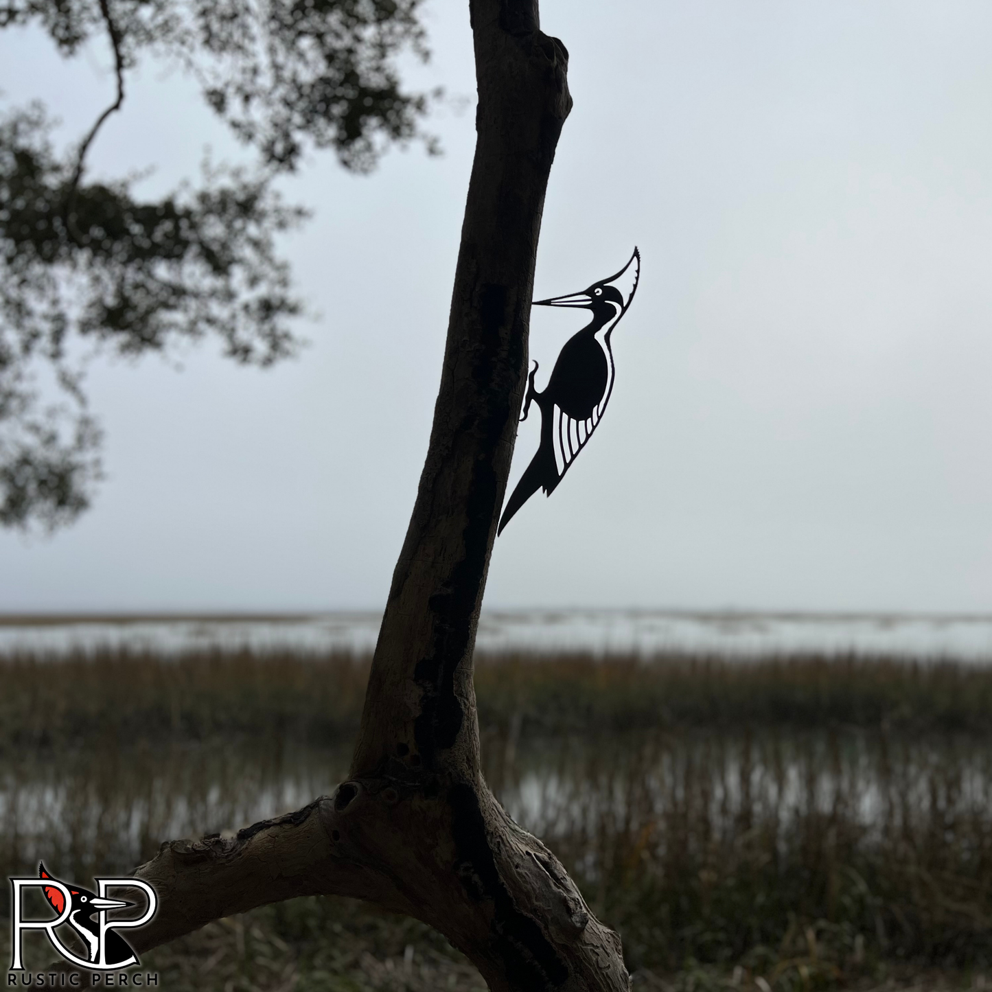 IVORY BILLED WOODPECKER