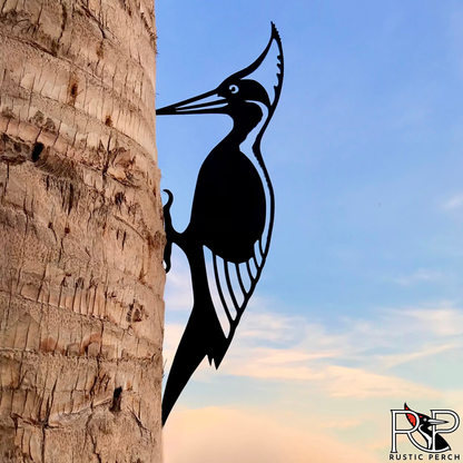 IVORY BILLED WOODPECKER