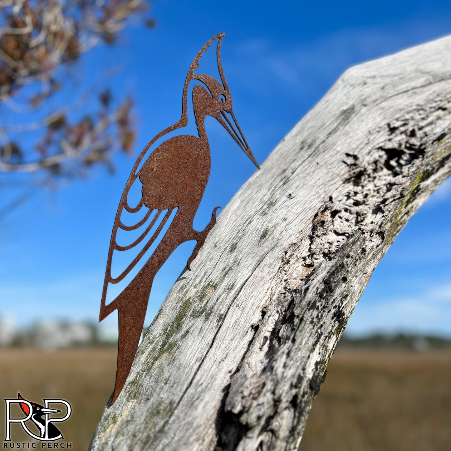 IVORY BILLED WOODPECKER