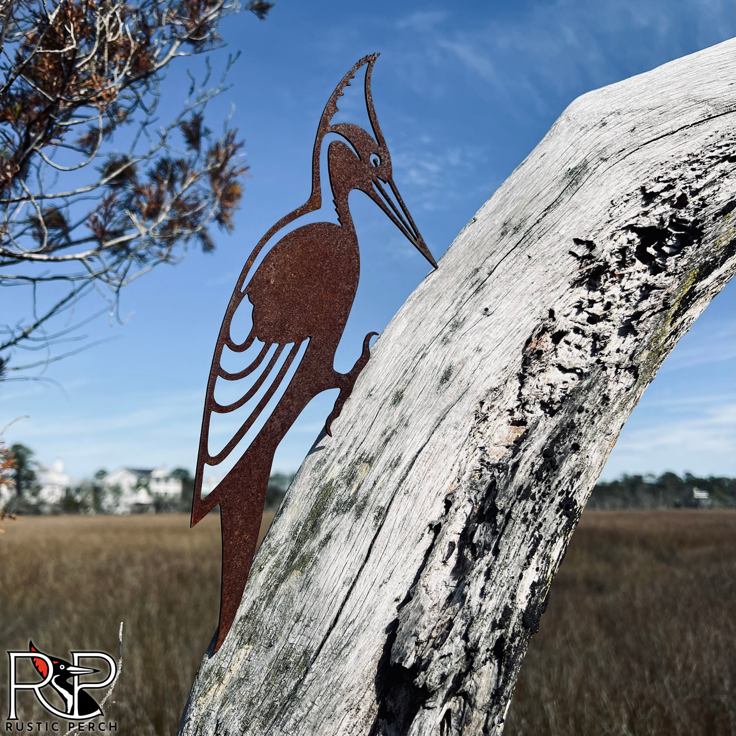 IVORY BILLED WOODPECKER