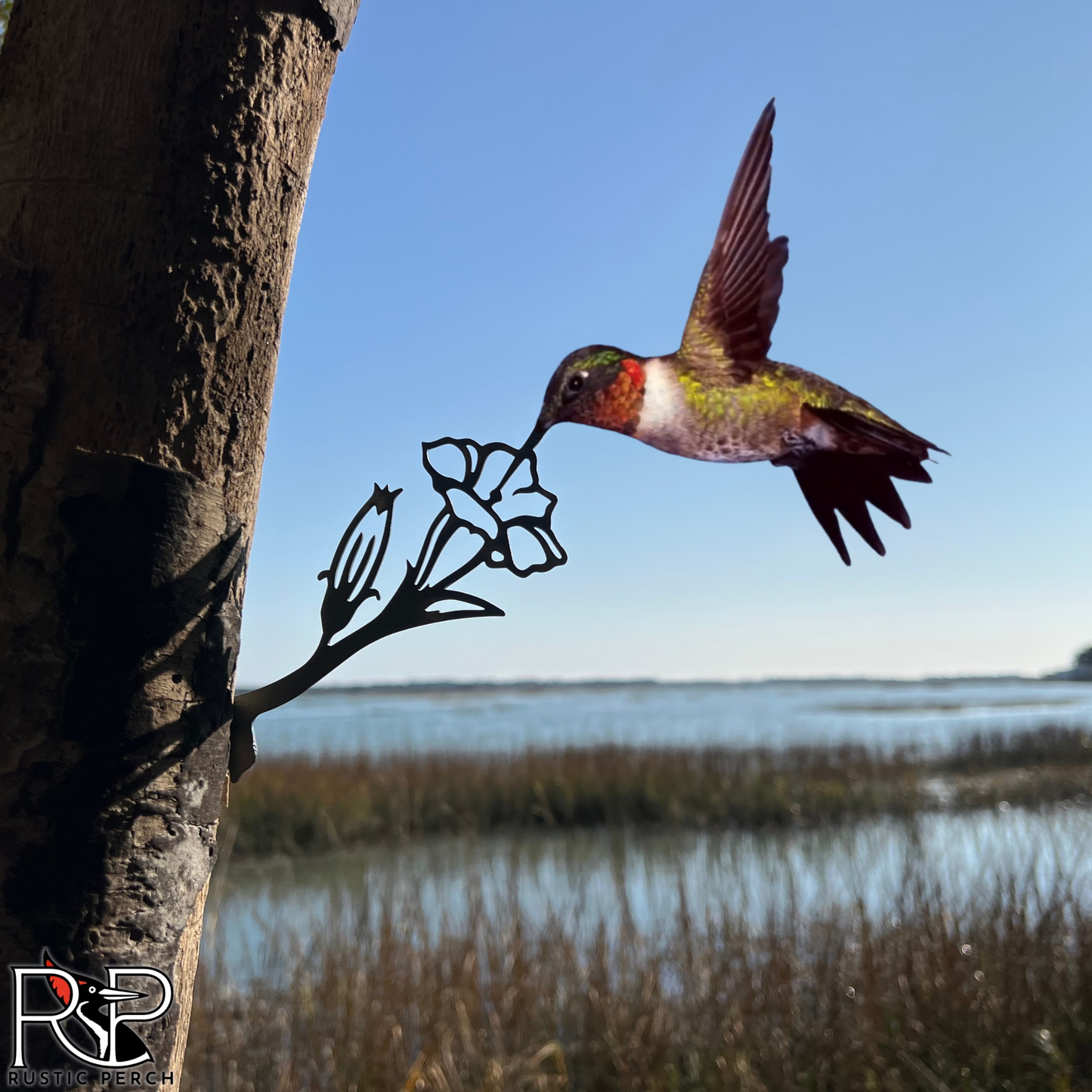 RUBY-THROATED HUMMINGBIRD