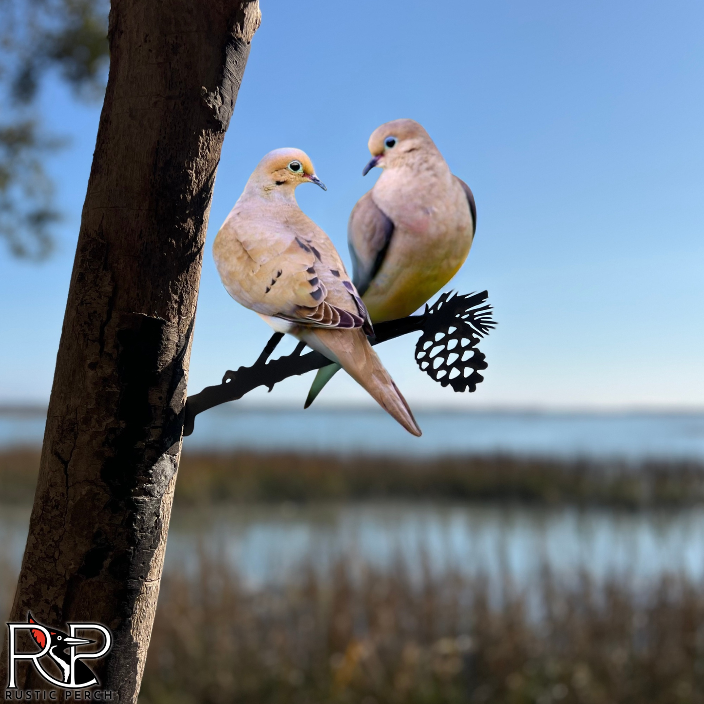 MOURNING DOVES