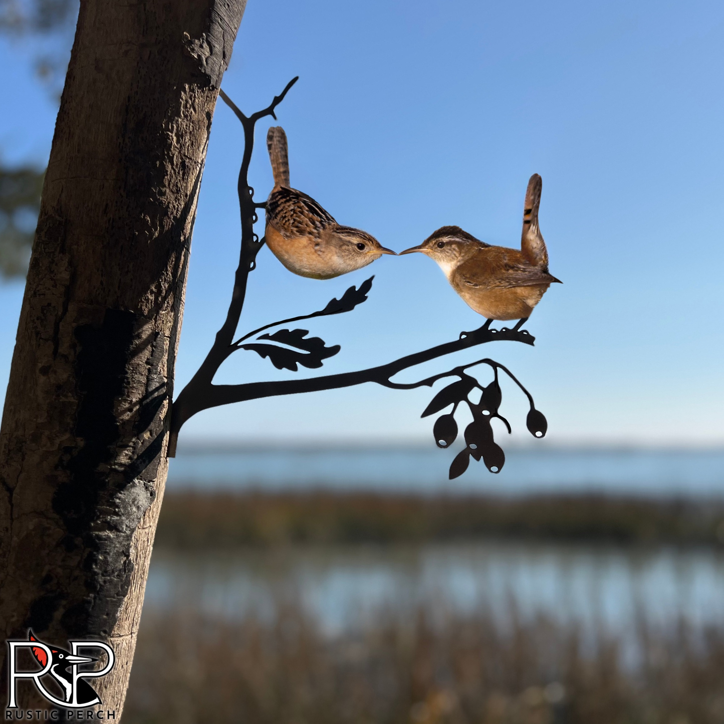 KISSING CAROLINA WRENS