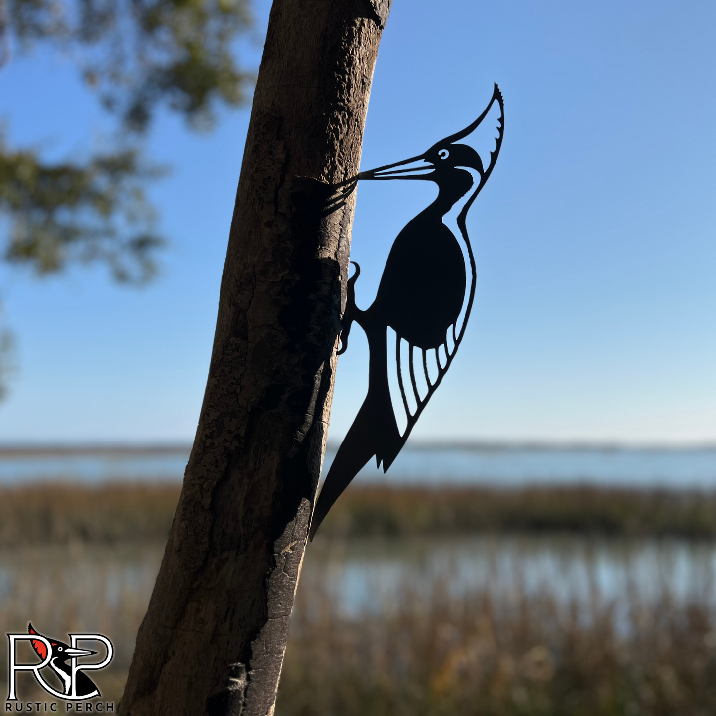 IVORY BILLED WOODPECKER