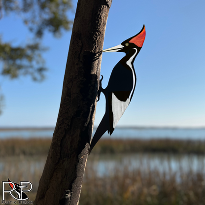 IVORY BILLED WOODPECKER