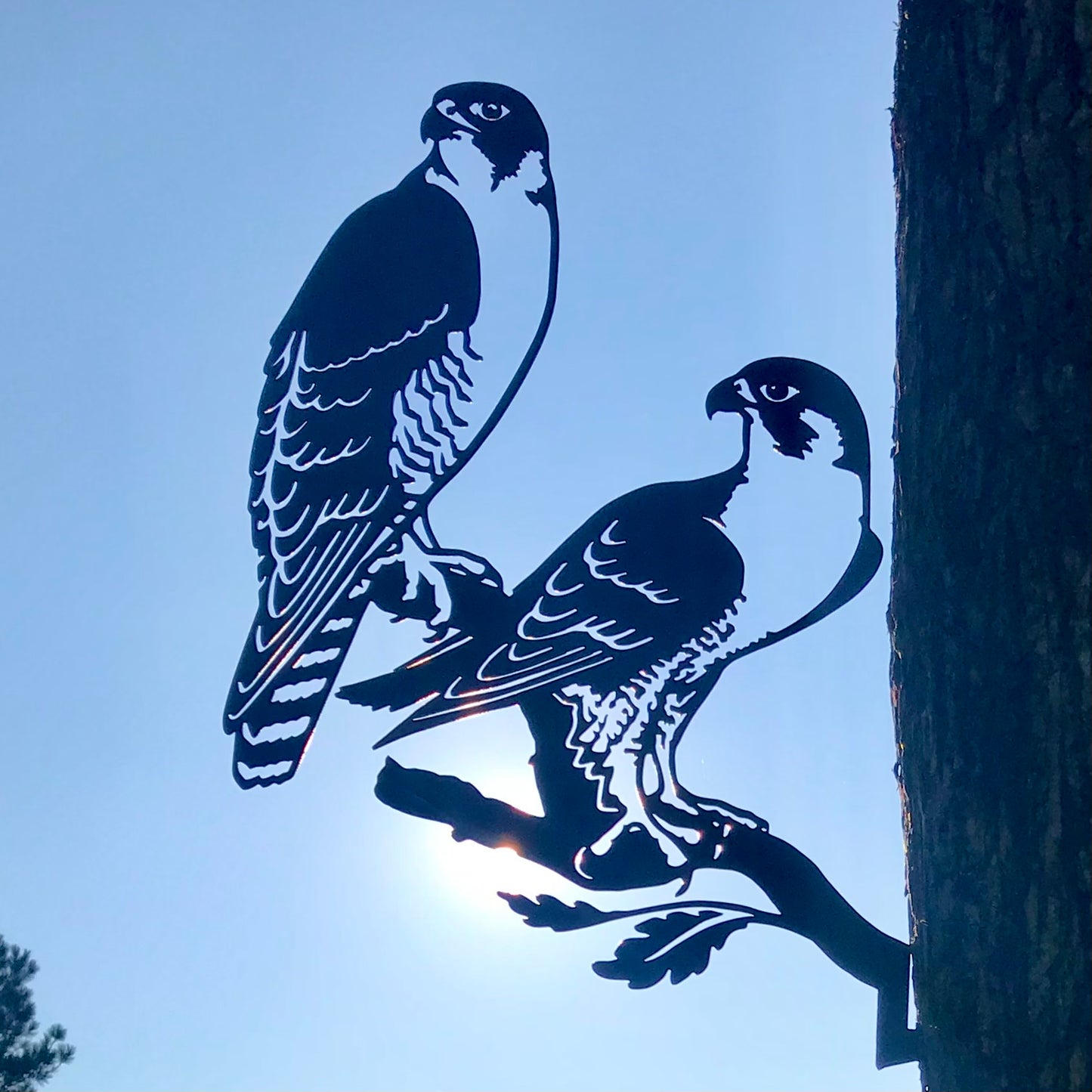 PEREGRINE FALCON PAIR