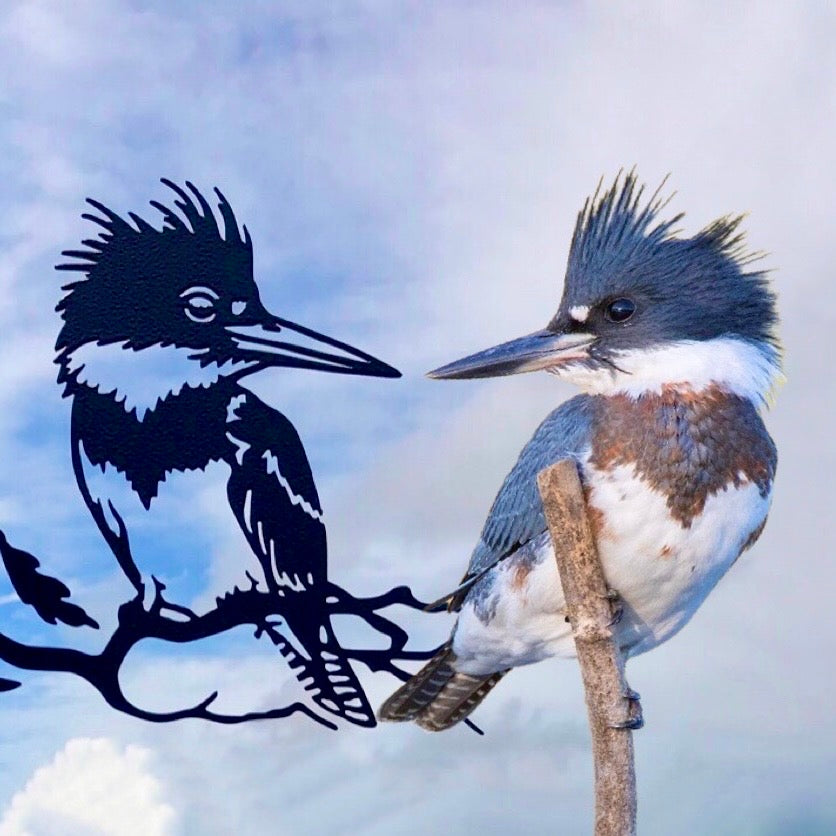 BELTED KINGFISHER