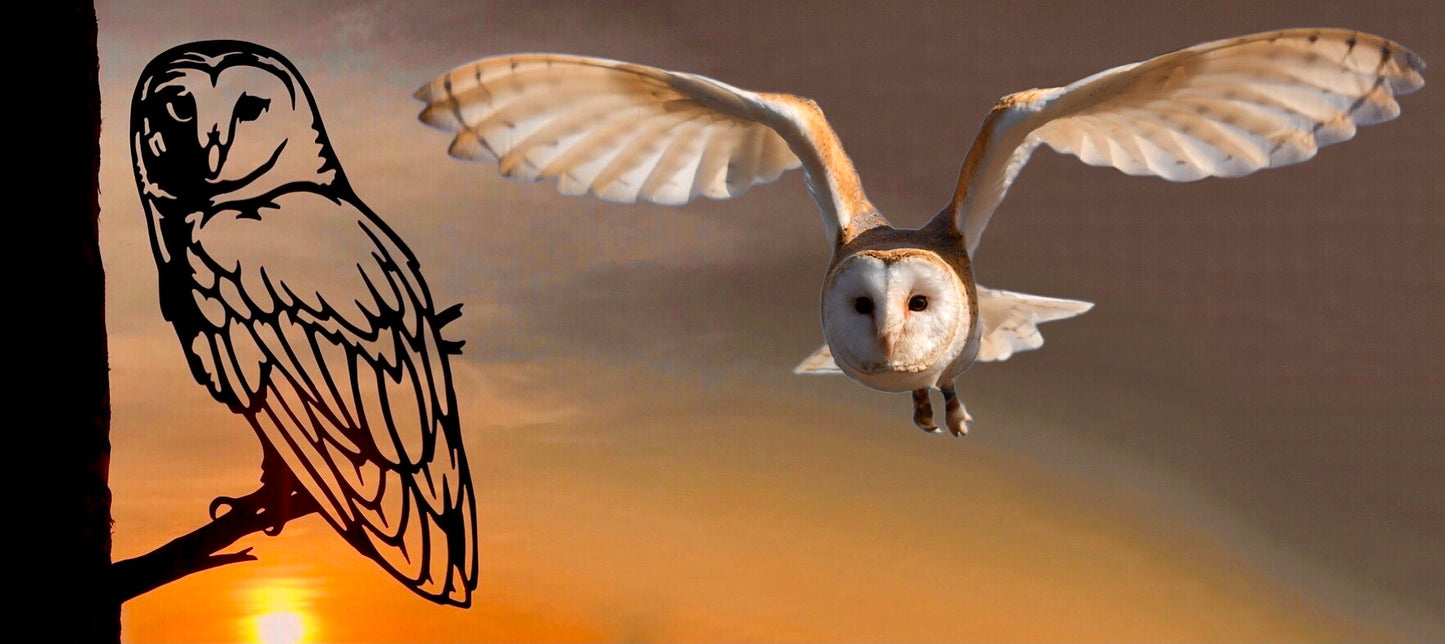 AMERICAN BARN OWL