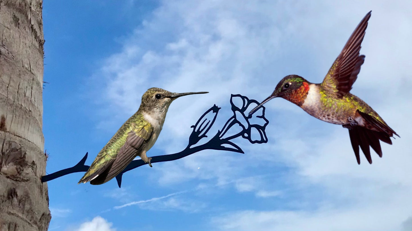 RUBY-THROATED HUMMINGBIRD PAIR