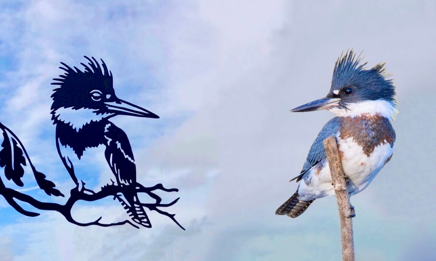 BELTED KINGFISHER